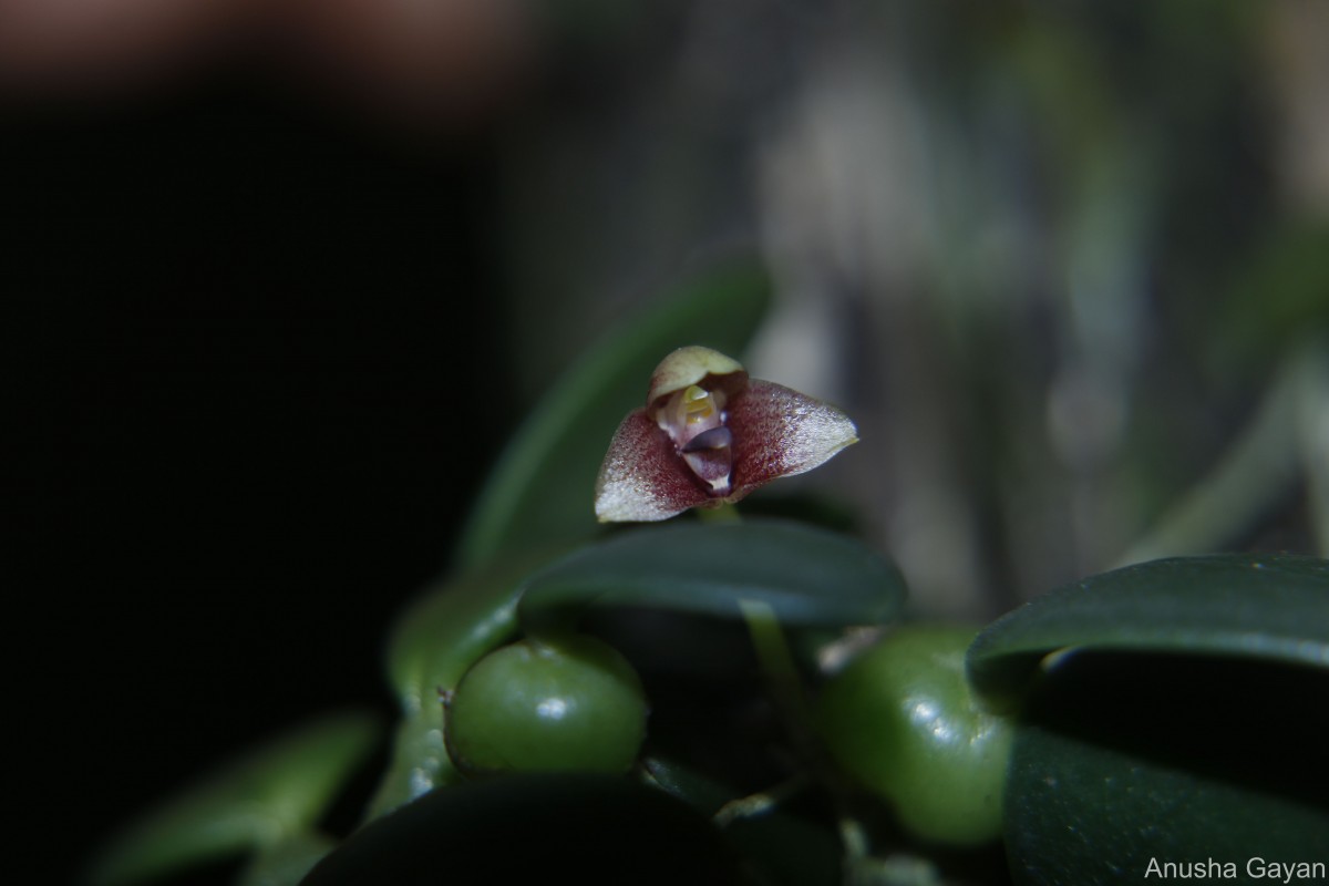 Bulbophyllum crassifolium Thwaites ex Trimen